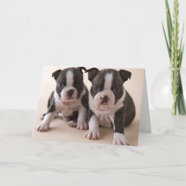 Two Boston Terrier Puppies Card (Front)