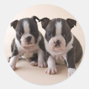 Two Boston Terrier Puppies Classic Round Sticker
