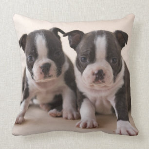 Two Boston Terrier Puppies Cushion