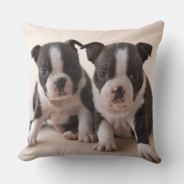 Two Boston Terrier Puppies Cushion (Front)