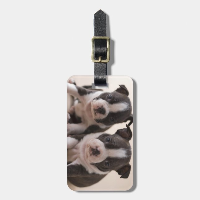 Two Boston Terrier Puppies Luggage Tag (Front Vertical)