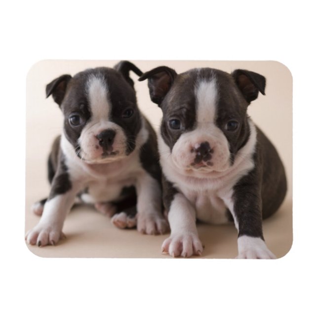 Two Boston Terrier Puppies Magnet (Horizontal)