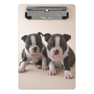 Two Boston Terrier Puppies Mini Clipboard