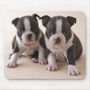 Two Boston Terrier Puppies Mouse Pad