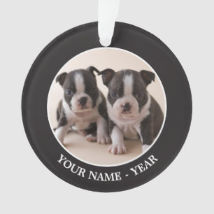 Two Boston Terrier Puppies Ornament