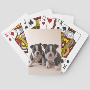 Two Boston Terrier Puppies Playing Cards