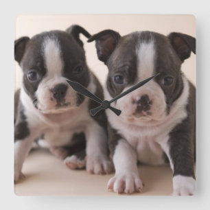Two Boston Terrier Puppies Square Wall Clock