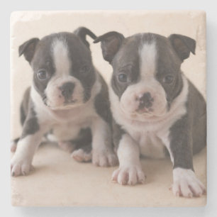 Two Boston Terrier Puppies Stone Coaster