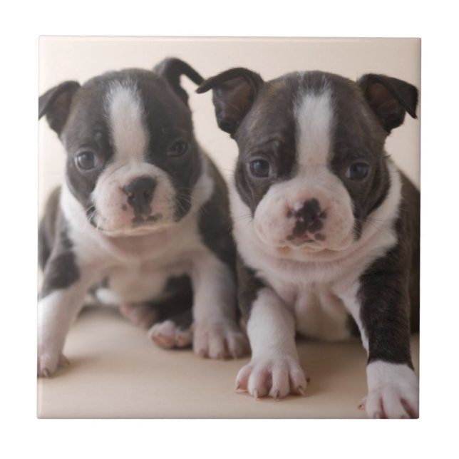 Two Boston Terrier Puppies Tile (Front)