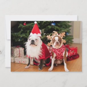 Two boston terriers in Christmas costumes Holiday Card