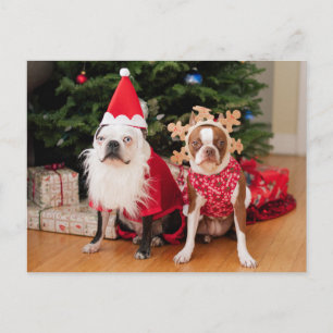 Two boston terriers in Christmas costumes Holiday Postcard