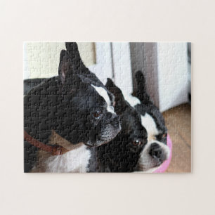 Two Boston terriers Jigsaw Puzzle
