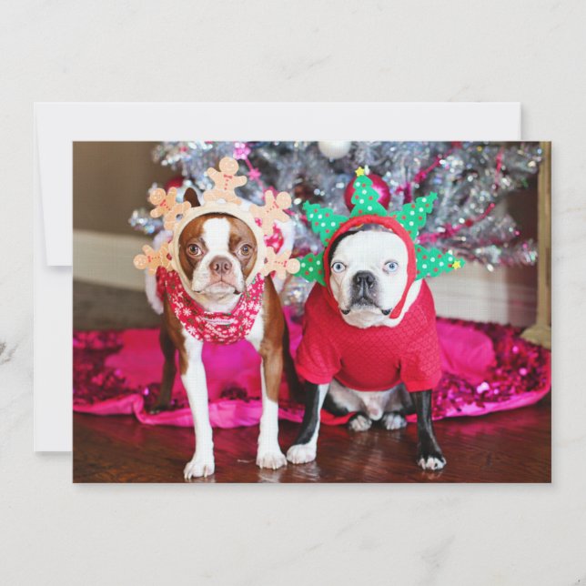 Two BostonTerriers (Front)