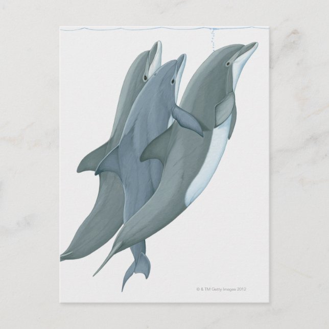 Two Bottlenosed Dolphins Postcard (Front)