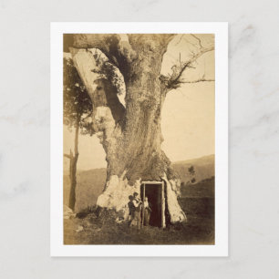 Two boys at the doorway of their treehouse, c.1870 postcard