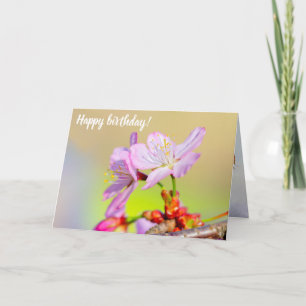 Two Brave Sakura Flowers And Colourful Background Card