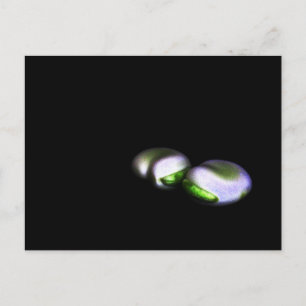 Two Broad Beans pca Postcard