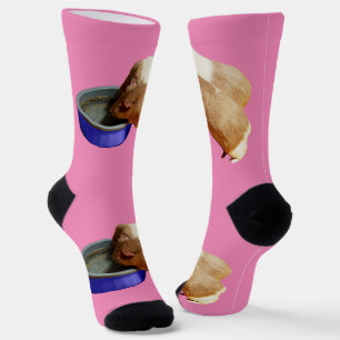 Two Brown And White Guinea Pigs Drinking, Socks