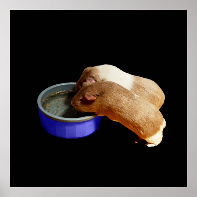 Two Brown And White Guinea Pigs,   Poster (Front)
