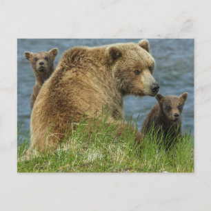 Two Brown Bear Cubs with Mother by the Water Postcard