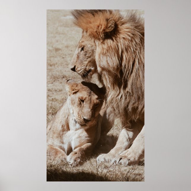 TWO BROWN LION ON GREEN FIELD POSTER (Front)