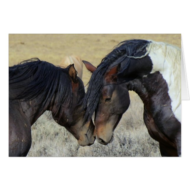 Two Brown Wild Horses Nuzzling (Front Horizontal)