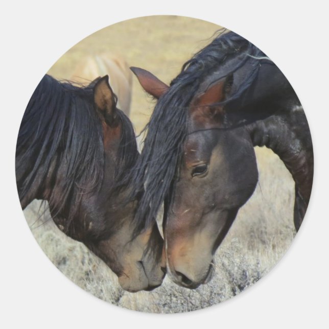 Two Brown Wild Horses Nuzzling Classic Round Sticker (Front)