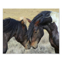 Two Brown Wild Horses Nuzzling