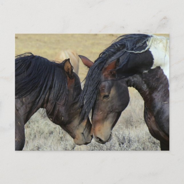 Two Brown Wild Horses Nuzzling Postcard (Front)