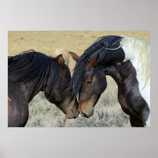 Two Brown Wild Horses Nuzzling Poster (Front)