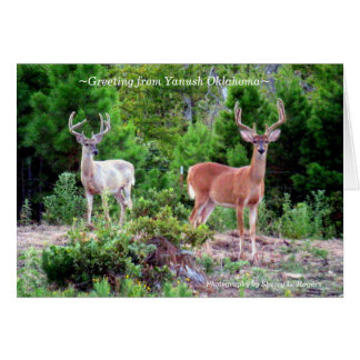 ~Two Bucks on Rogers Mountain~