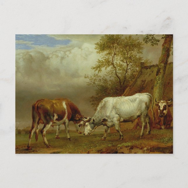 Two Bulls with Locked Horns, 1653 Postcard (Front)