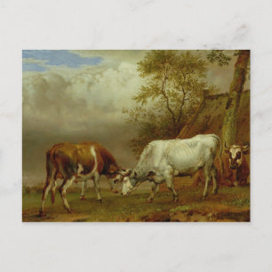 Two Bulls with Locked Horns, 1653 Postcard