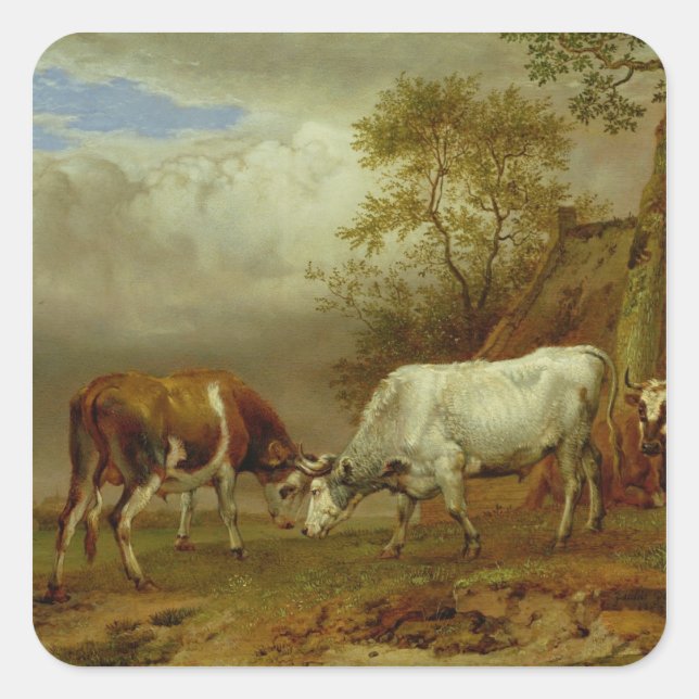 Two Bulls with Locked Horns, 1653 Square Sticker (Front)