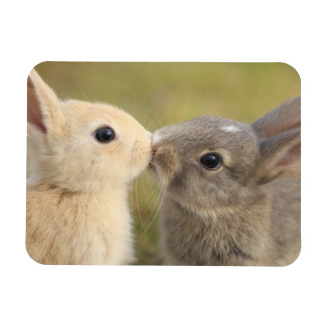 Two bunnies kissing rectangle magnet (Horizontal)