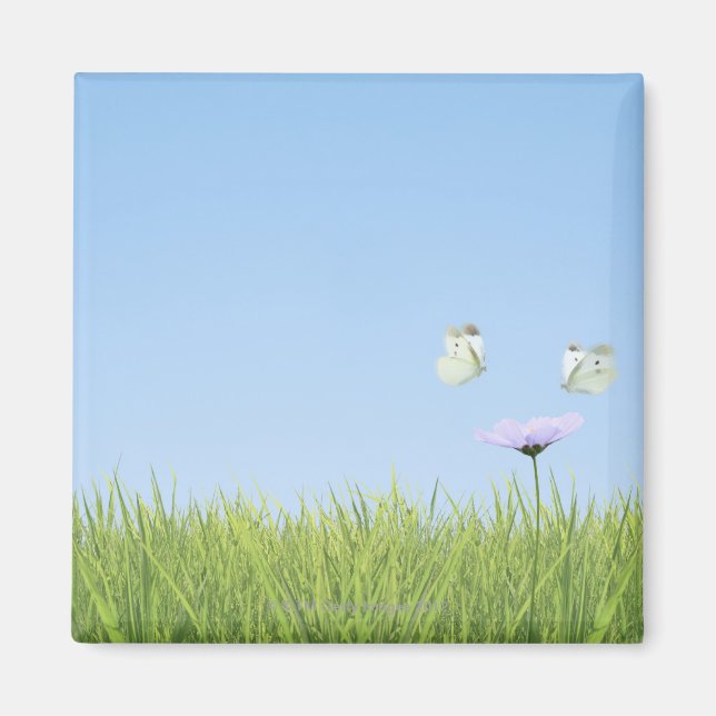 Two butterflies hovering over flower magnet (Front)