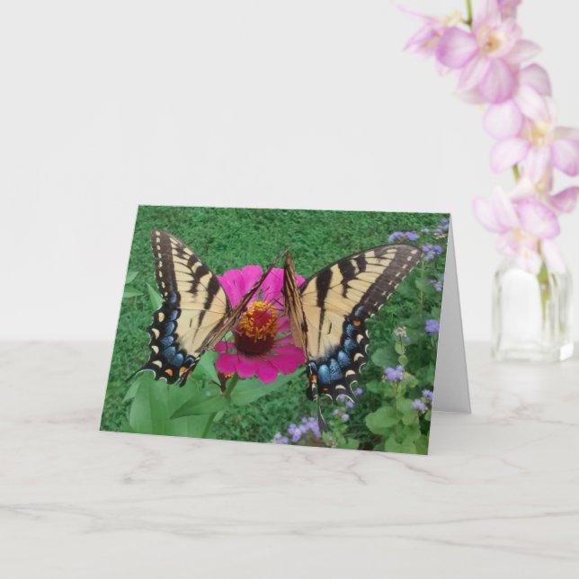 Two Butterflies Sharing a Pink Zinnia, Blank Card (Orchid)