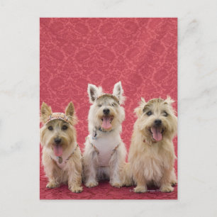 Two cairin terriers and one westie postcard