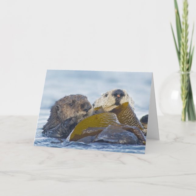 Two California Sea Otters Card (Front)