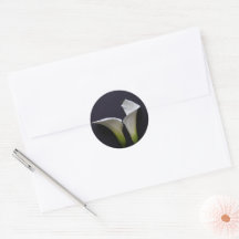Two calla lilies on black