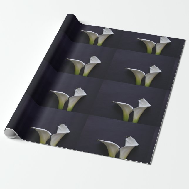 Two calla lilies on black wrapping paper (Unrolled)