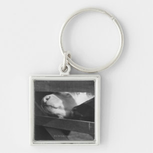 Two calves poking their noses through the gap in key ring