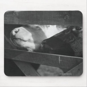 Two calves poking their noses through the gap in mouse pad