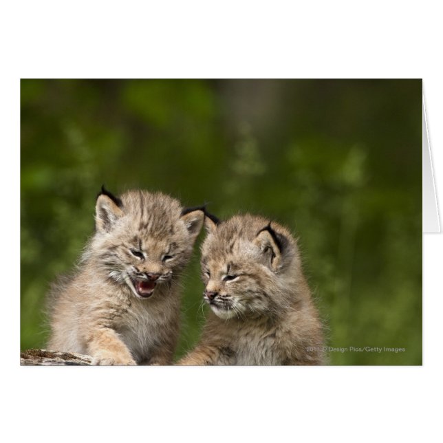 Two Canada Lynx Kittens Playing On A Log (Front Horizontal)