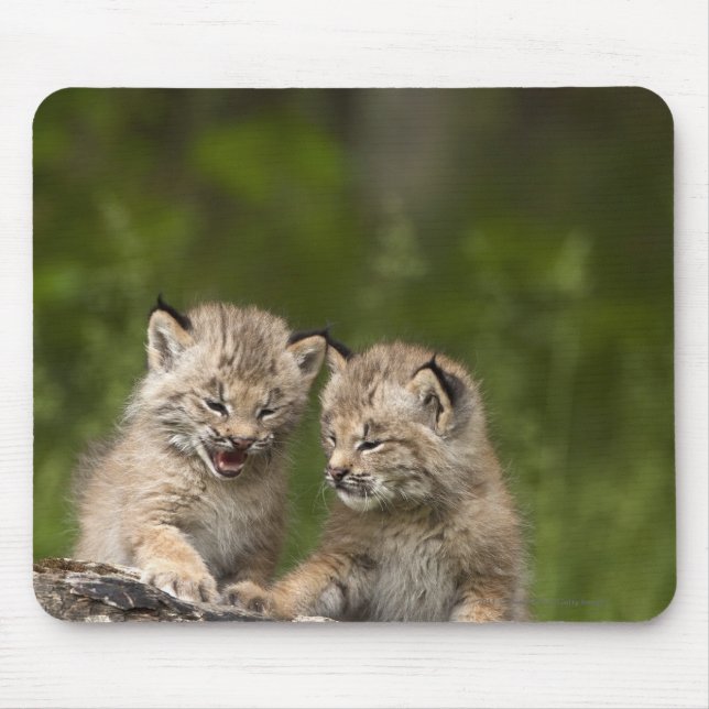 Two Canada Lynx Kittens Playing On A Log Mouse Pad (Front)