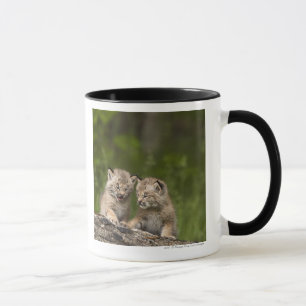 Two Canada Lynx Kittens Playing On A Log Mug