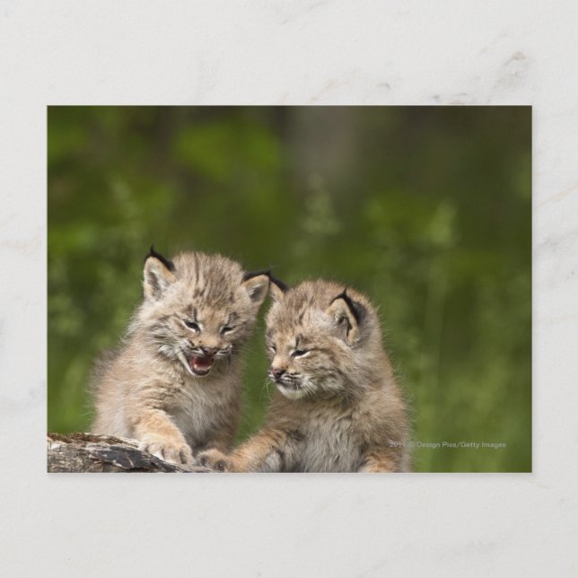 Two Canada Lynx Kittens Playing On A Log Postcard (Front)