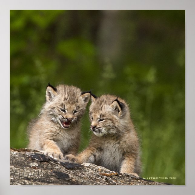 Two Canada Lynx Kittens Playing On A Log Poster (Front)