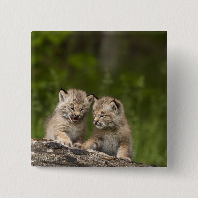 Two Canada Lynx (Lynx Canadensis) Kittens 15 Cm Square Badge (Front)