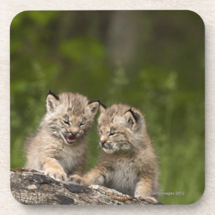 Two Canada Lynx (Lynx Canadensis) Kittens Coaster